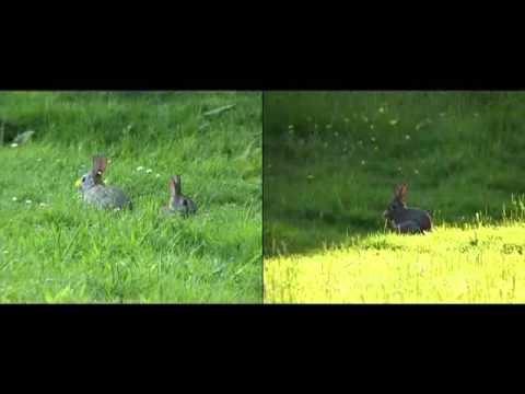 The Twelve Healers - Scleranthus