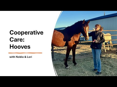 Cooperative Care: Hooves featuring Noble