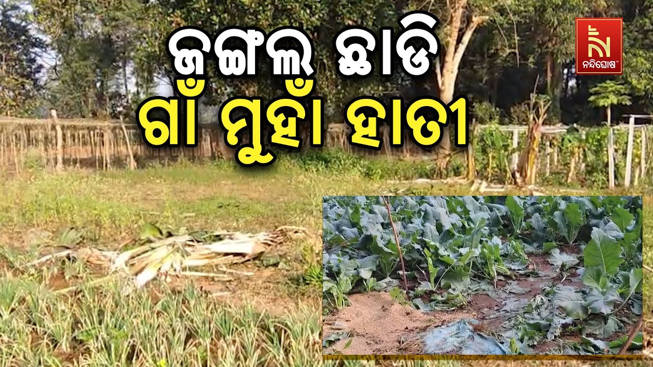 ଏକ ମାସରୁ ଉର୍ଦ୍ଧ ସମୟ ହେଲା ଗଞ୍ଜାମ ଜିଲ୍ଲା ଦିଗପହଣ୍ଡି ରେଞ