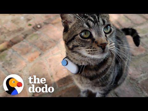 Guy Makes His Cat A Tiny Collar Camera To See What He's Up To Outside | The Dodo Cat Crazy