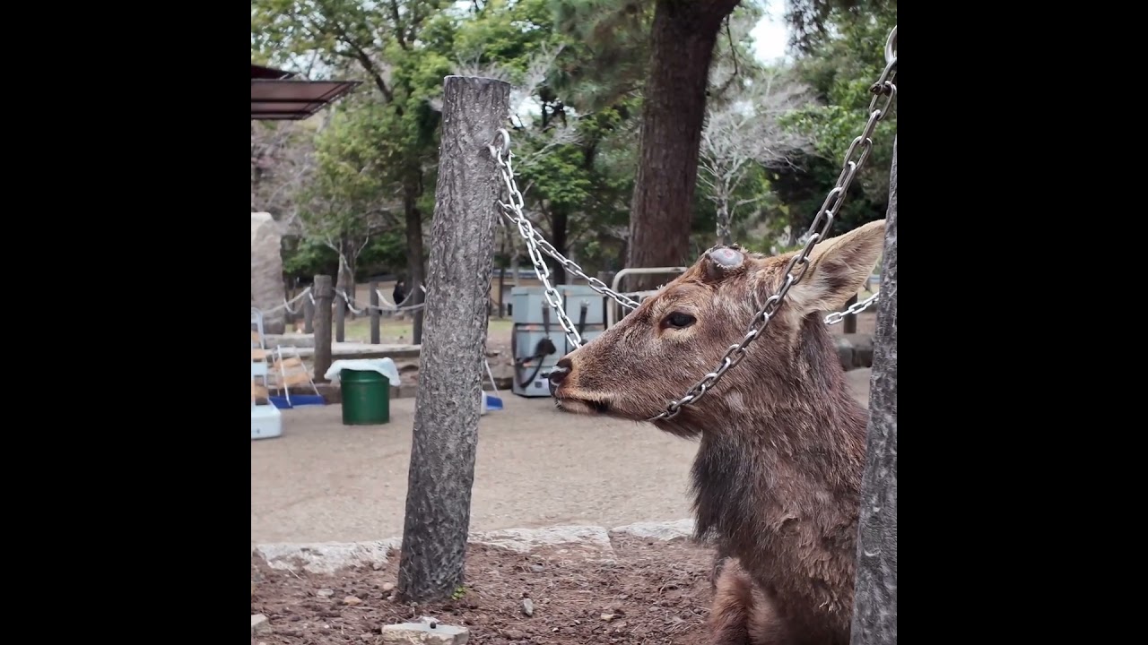 思わず二度見してもらうユニークな鹿さん #deerpark #奈良公園 #鹿