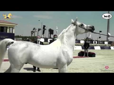 N 132 AYAD AL BAWADY   The Egyptian Event Cairo 2021   Stallions 7 9 Years Old Class 10