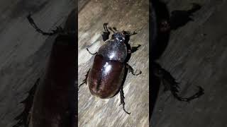 Download lagu Suara kumbang tanduk jernih menyeramkan#shorts mp3