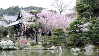 preview picture of video 'Sakura Blossoms around Kyoto City 【HD】'