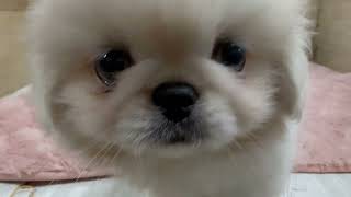 ペキニーズの動画01