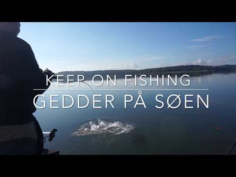 112cm gedde fight over og under vand 112cm pike fight
