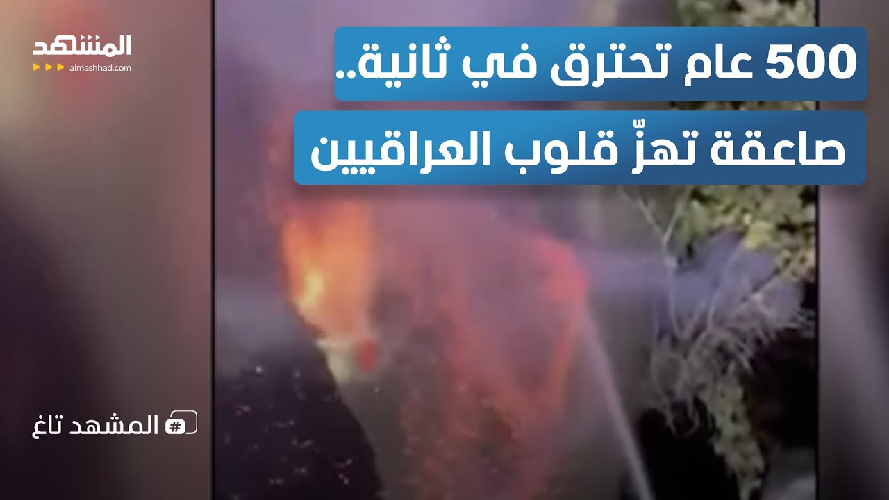 صاعقة تشعل شجرة عمرها 500 عام في مشهد أحزن العراقيين  - المشهد تاغ