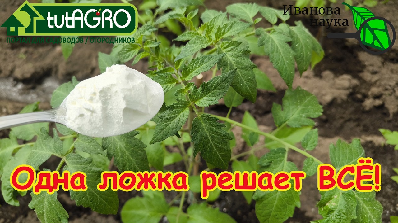 🍅 Томаты вмиг покроются цветами! Срочно подкормите томаты этой ложкой! Копе
