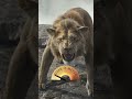 How Loud Can YOU Roar ROAR O METER Mufasa The Lion King Disney Kids