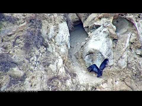 Condor Chick Jumps And Spins Outside Huttons Bowl Nest – Sept. 15, 2021