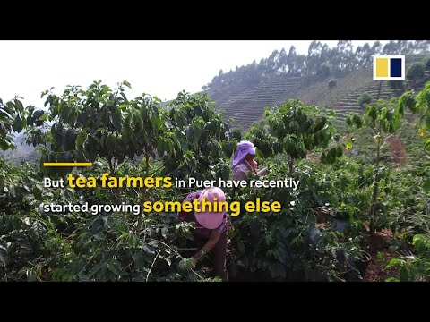 How the home of Puer tea has become China's coffee capital