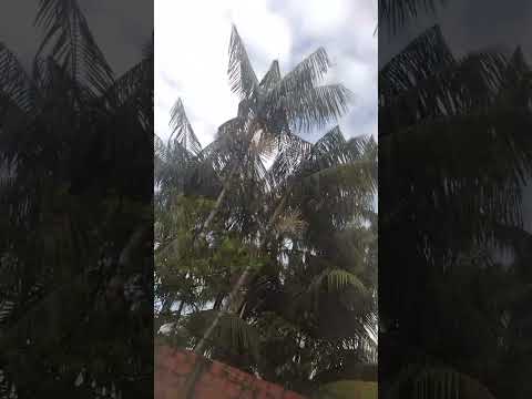 Oi pessoal, bom dia, aqui na casa da minha mãe, em Penalva Maranhao, onde nasci♥️