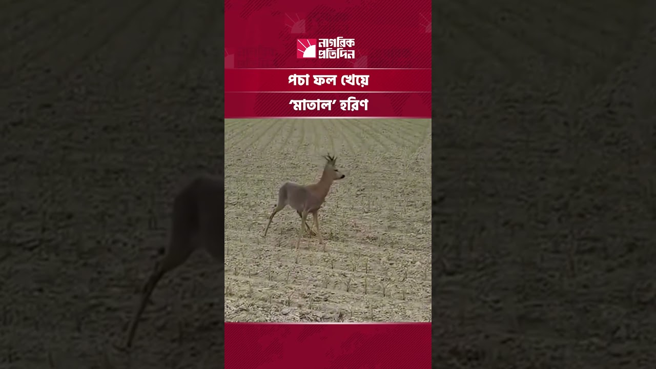ফ্রান্সে পচা ফল খেয়ে ‘মাতাল’ হরিণ