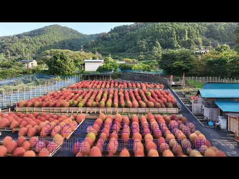 2023年9月28日　神奈川県　松田町　コキアの里