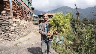 INDIA&#39;S HIDDEN WEED VILLAGE | Malana, Parvati Valley (2017) 🇮🇳