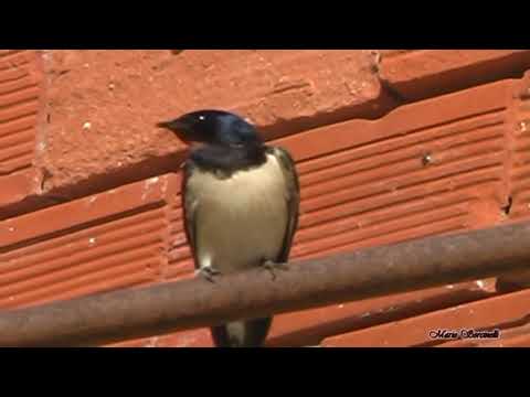 Rondinedda Mere Manna di Piero Marras- traduzione in Italiano