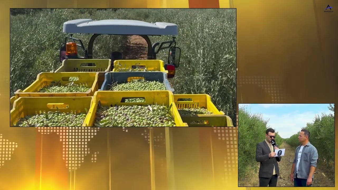 OLİVARA ZEYTİNYAĞLARI