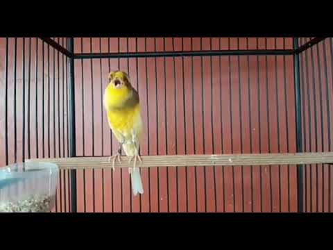 Best Canary Singing - Your canary will sing in 5 minutes