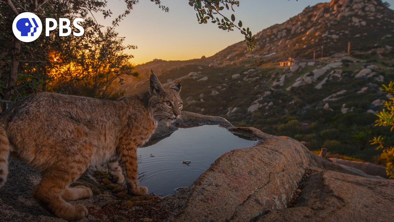 Capturing San Diego: America's Wildest City