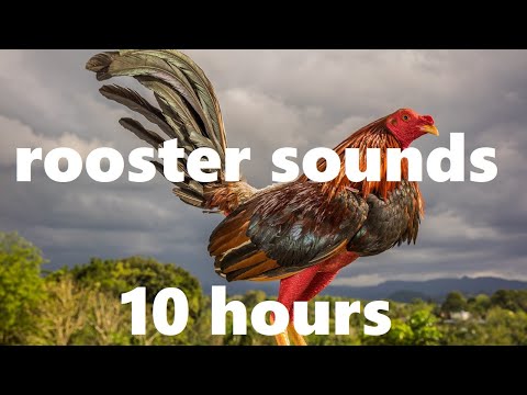 Roosters Crowing background sound (10 hours)