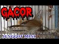 Jenggot Mini GACOR