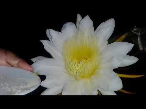 Dragon Flower Artificial Pollination