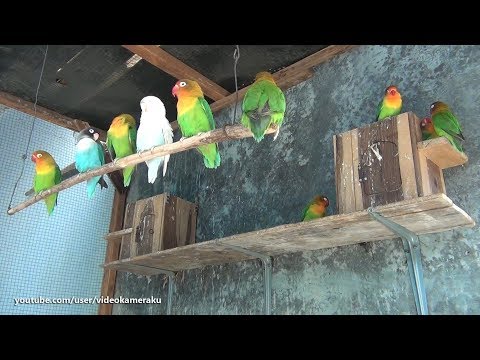 Lovebird Sounds - February 17 2019 - Part 2