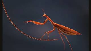 Sven Väth - Scorpio's Movement (Doctor Rockit's Scuttling Scorpion Mix)