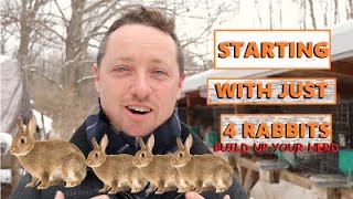 HOW TO BUILD UP YOUR RABBIT HERD/ STARTING WITH 4 RABBITS