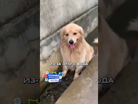 СОБАКА Перекрыла Воду и Залила Двор