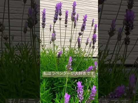 美しく香り豊かでカラフルな庭を作るために、ラベンダーをいつ地面に植えるべきですか?  庭園