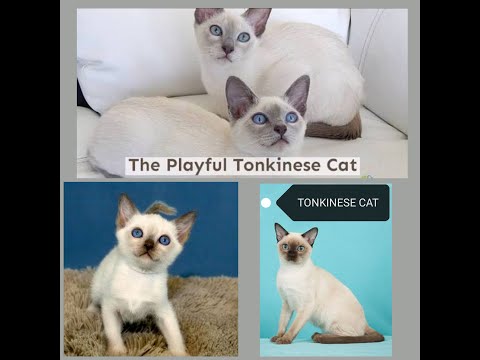 Tonkinese cats are a cross between Siamese/Burmese breeds!  