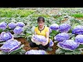 Harvesting Big Cabbage Goes To Market Sell - Cook food for pigs | Nhất Daily Life
