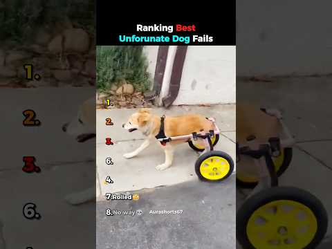 Ranking Best Unfortunate Dog Fails