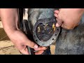 DOUBLE HOOF INFECTION