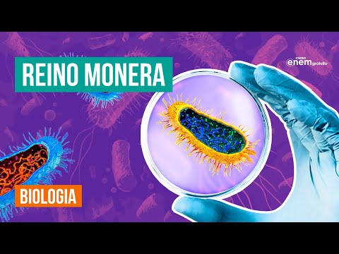 REINO MONERA: características, anatomia e tipos  de bactérias | Biologia  Enem. Prof Claudia Aguiar