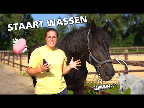 PIETJE IS EEN SCHIMMEL?? | Zaressa