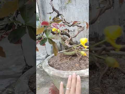 bonsai để bàn quái , giảo đẹp, giá tri ân 900k , ae tham khảo, lh 0899083010.zalo.
