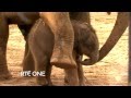RTÉ One S The Zoo