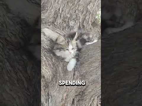 Outdoor Playdate with My Adorable Cats #kuwait #cat #kittenadventures🐱🐱🐱