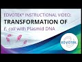 Transformation Of E Coli With Plasmid DNA Edvotek Video Tutorial