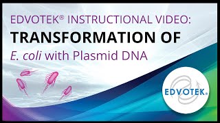 Transformation of E coli with Plasmid DNA Edvotek Tutorial Mp4 3GP & Mp3