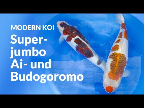 Makoto shows his favorite Koromo | Modern Koi Blog Japan #7792