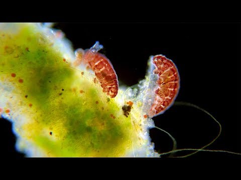 Tardigrades Just Being Tardigrades - Water Bears Under The Microscope