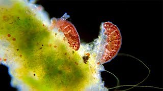 Tardigrades Just Being Tardigrades - Water Bears Under The Microscope