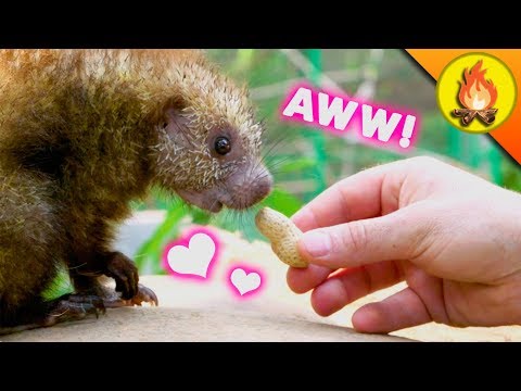 Cutest Animals EVER?!