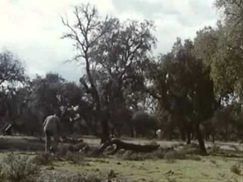 Muerte Iván Los Santos Inocentes