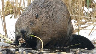 preview picture of video 'Бобр. Зима. Beaver. Winter. Castor fiber'