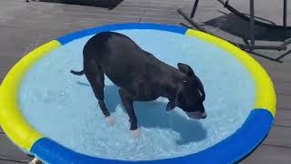 Video preview image #1 Staffordshire Bull Terrier-Unknown Mix Puppy For Sale in Derwood, MD, USA