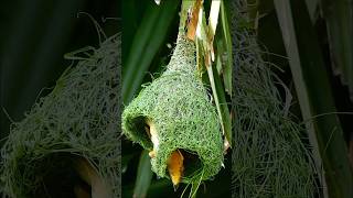 Download lagu Watch This Incredible Baya Weaver Bird Build a Stunning Nest! #birds #birdhomes mp3 Download lagu Watch This Incredible Baya Weaver Bird Build a Stunning Nest! #birds #birdhomes mp3
